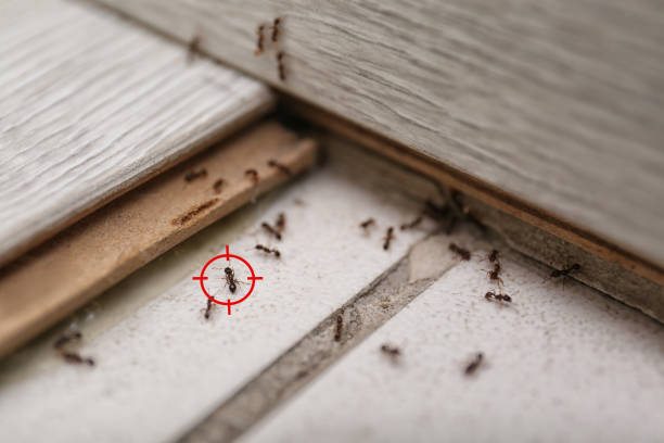 Wasp Removal Services in Churubusco, IN