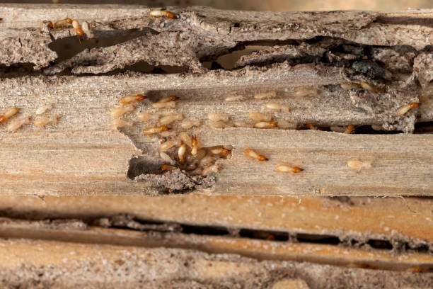 Best Wasp Removal Services  in Churubusco, IN