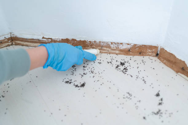 Best Wasp Removal Services  in Churubusco, IN